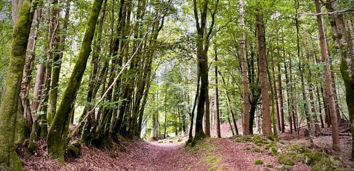Portumna Forest Run 2025: Running, Dance & Community Spirit Unite