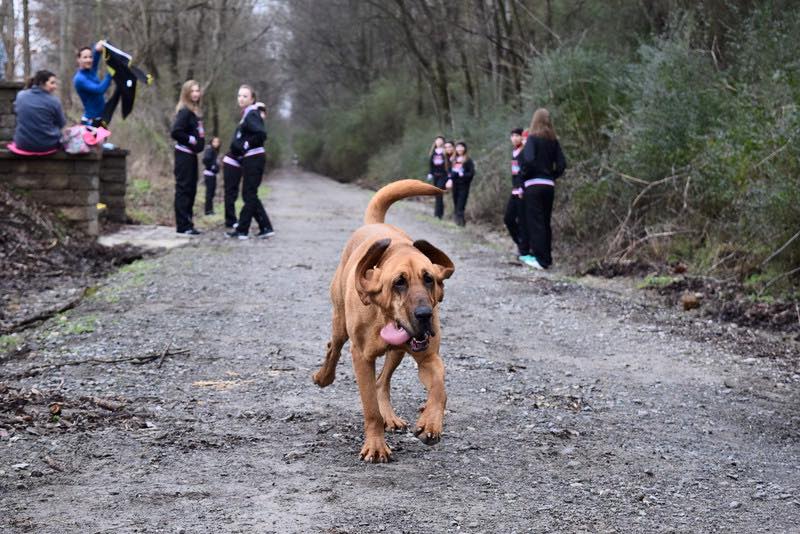Dog finishes Half Marathon